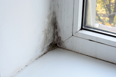 mould removal